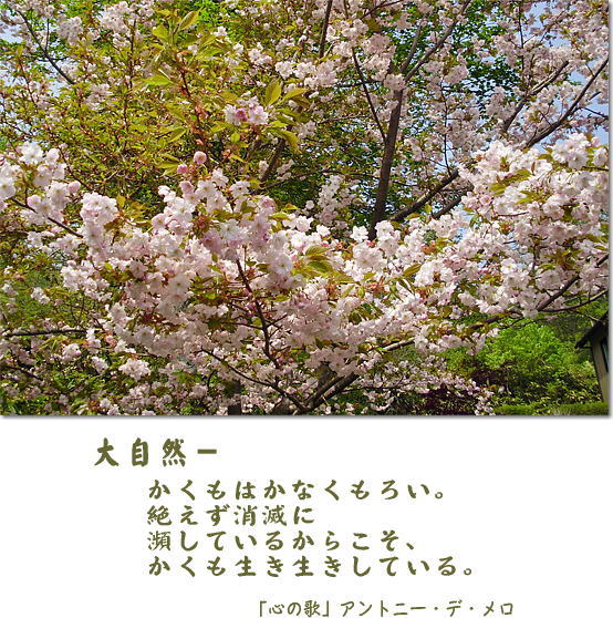 桜の写真